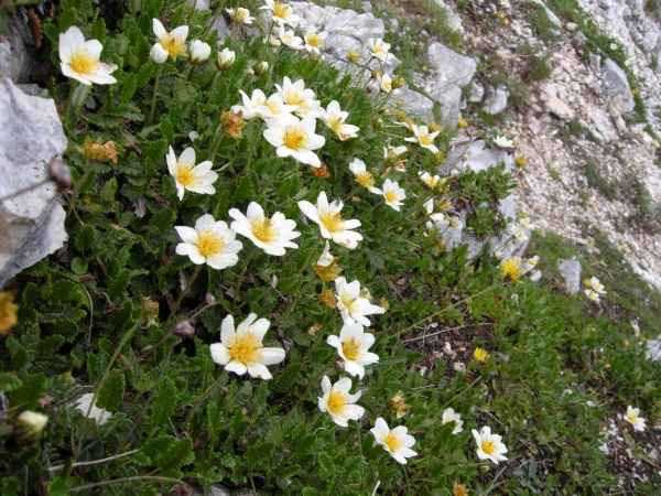 Dryas octopetala / Camedrio alpino